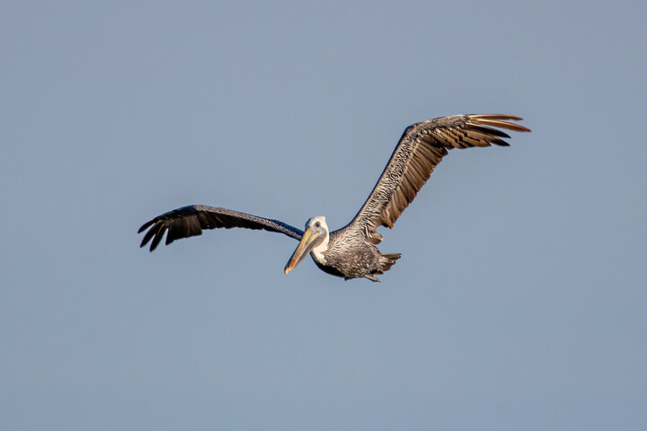 Brown Pelican